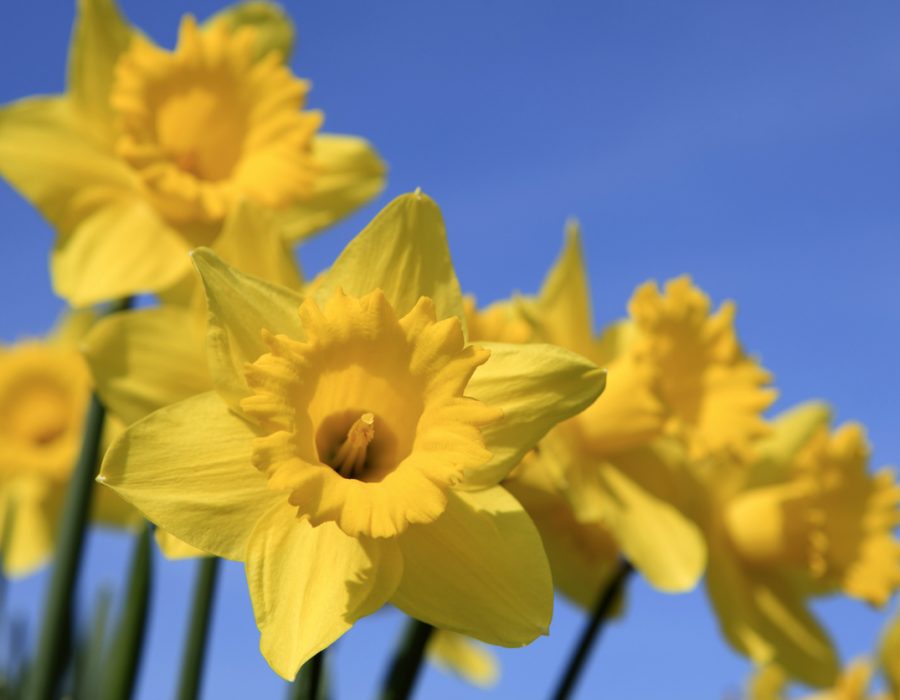 group of yellow daffodils in full bloom against a clear blue sky